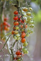 Image du Maroc Professionnelle de  Avec l'introduction des cultures sous abris serres, la région de Dakhla est devenue en très peu de temps célèbre pour ces productions de fruits et légumes destinés à l’export.  Sous d’immenses serres, la production des tomates en grappes bénéficie d’un climat phénoménalement ensoleillé, tempéré et régulier, Mardi 21 Novembre 2006. (Photo / Abdeljalil Bounhar)